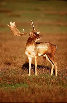 Bucks: FALLOW DEER - Buck / male in rut on lek, calling