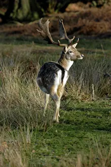 Palmate: Fallow DEER - buck with palmate antlers