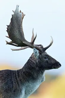 Masculine: Fallow Deer - buck portrait
