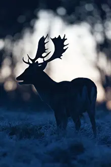 Roar: Fallow Deer - buck roaring at dawn - during the rut