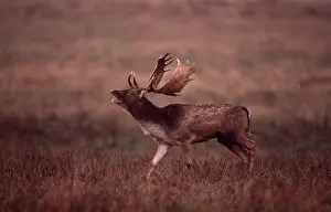 Vocalising: FALLOW DEER - buck roaring in rut