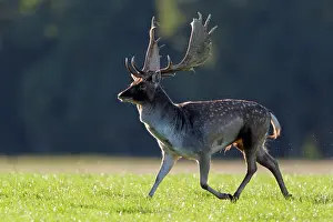 Masculine: Fallow Deer - buck running - during the rutting season