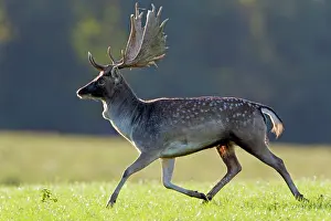 Masculine: Fallow Deer - buck running - during the rutting season