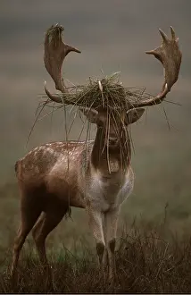 Stags: FALLOW DEER - Buck in Rut, with grass on antlers