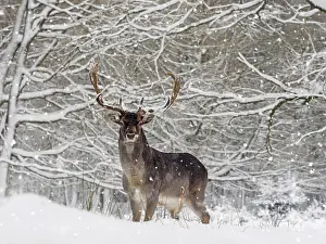 Fallow Deer - buck in snow covered forest - Germany