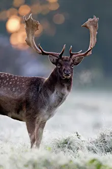 Masculine: Fallow Deer - buck standing alert - early morning