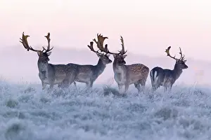 Masculine: Fallow Deer - buck - four standing alert on frost