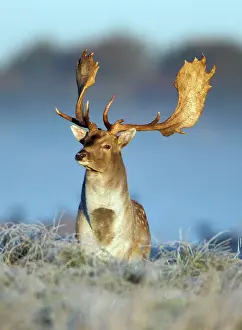 Masculine: Fallow Deer - buck standing alert on frost covered