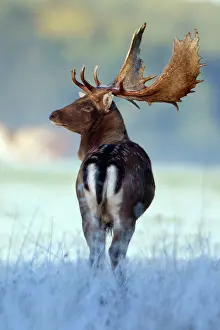 Masculine: Fallow Deer - buck standing alert - during the rut