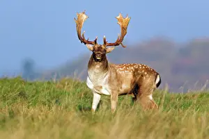 Aware: Fallow Deer - buck standing alert - during the rut