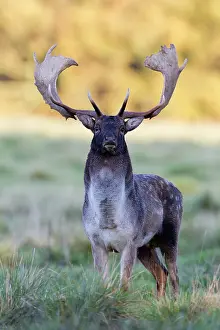 Aware: Fallow Deer - buck standing alert - during the rut