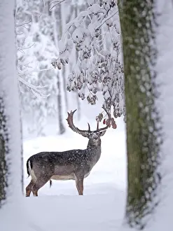 040319: Fallow Deer- buck is standing in a snow covered