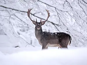 040319: Fallow Deer- buck is standing in a snow covered