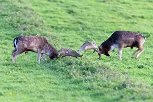 Confrontational: Fallow Deer - two bucks fighting - during the rut