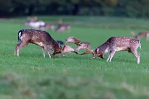 Confrontational: Fallow Deer - two bucks fighting - during the rut