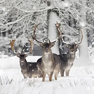 140218: Fallow Deer - bucks in snow covered forest - Germany