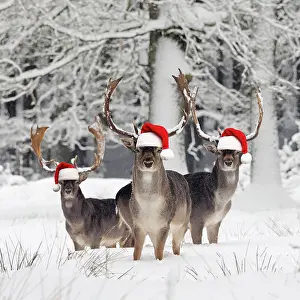 Fallow Deer - bucks in snow covered forest wearing red santa