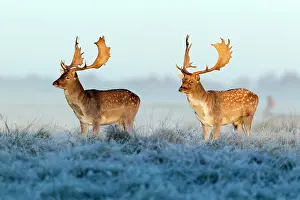 Masculine: Fallow Deer - bucks - two standing alert on frost