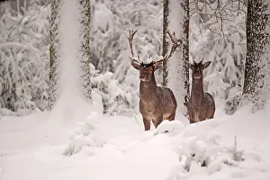 040319: Fallow Deer- two bucks are standing in a snow covered