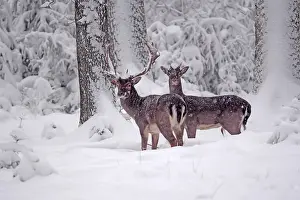 040319: Fallow Deer- two bucks are standing in a snow covered