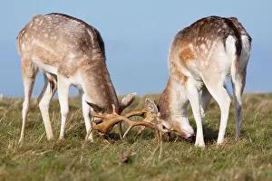 Testing: Fallow Deer - Two bucks testing each other's strength