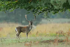 Dama: Fallow Deer (Cervus dama) in Autumn, Hesse, Germany