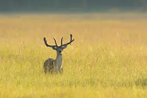 Dama: Fallow Deer (Cervus dama), Hesse, Germany, Europe