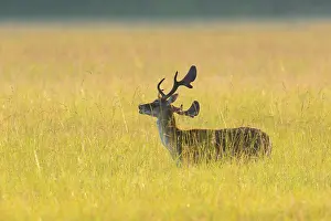 Dama: Fallow Deer (Cervus dama), Hesse, Germany, Europe