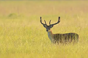 Dama: Fallow Deer (Cervus dama), Hesse, Germany, Europe