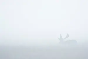 Dama: Fallow Deer (Cervus dama) on misty morning, Hesse