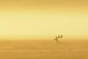 Dama: Fallow Deer (Cervus dama) on misty morning at sunrise