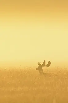 Dama: Fallow Deer (Cervus dama) on misty morning at sunrise