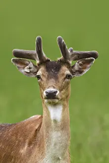 Dama: Fallow deer (Cervus dama), young male, animal portrait
