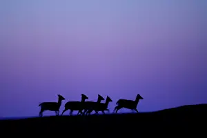 Trotting: Fallow deer (Dama dam) hinds trotting on night sky
