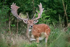 Dama: Fallow Deer (Dama dama), bast