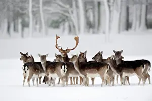 Dama: Fallow Deer (Dama dama), buck with does in winter
