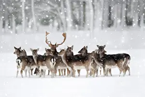 Dama: Fallow Deer (Dama dama), buck with does in winter