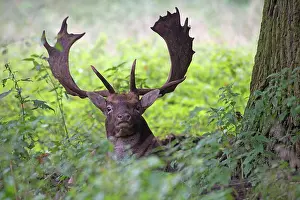 Dama: Fallow deer (Dama dama), buck lying in tall grass