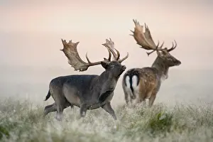 Danmark: Fallow deer (Dama dama) bucks, mist, morning light