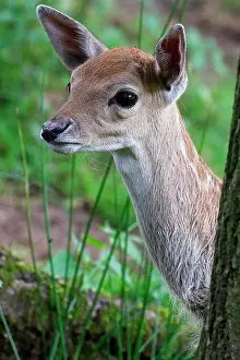 Curious: Fallow deer (Dama dama), calf curiously looking