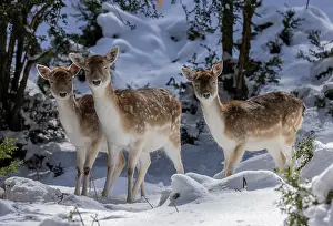 Free: Fallow deer, Dama dama, fawn (juveniles) in snow