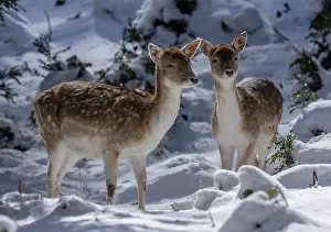 Free: Fallow deer, Dama dama, fawn (juveniles) in snow