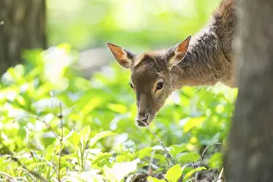 Fallows: Fallow deer (Dama dama) fawn, portrait
