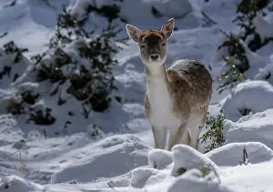 Free: Fallow deer, Dama dama, fawn in snowy winter conditions