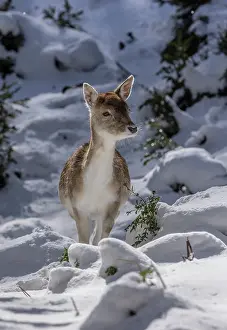 Free: Fallow deer, Dama dama, fawn in snowy winter conditions