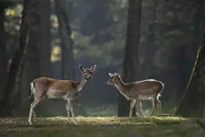 Lights: Fallow Deer (Dama dama) two female in forest