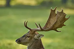 Fallows: Fallow deer (Dama dama), with impressive antlers on a green meadow