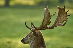 Sets: Fallow deer (Dama dama), with large antlers