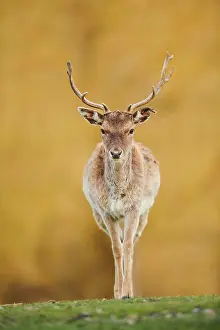 Cervinae: Fallow deer (Dama dama) on a meadow, captive, Bavaria