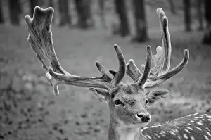 Ruminants: Fallow deer (Dama dama), portrait, Muensterland